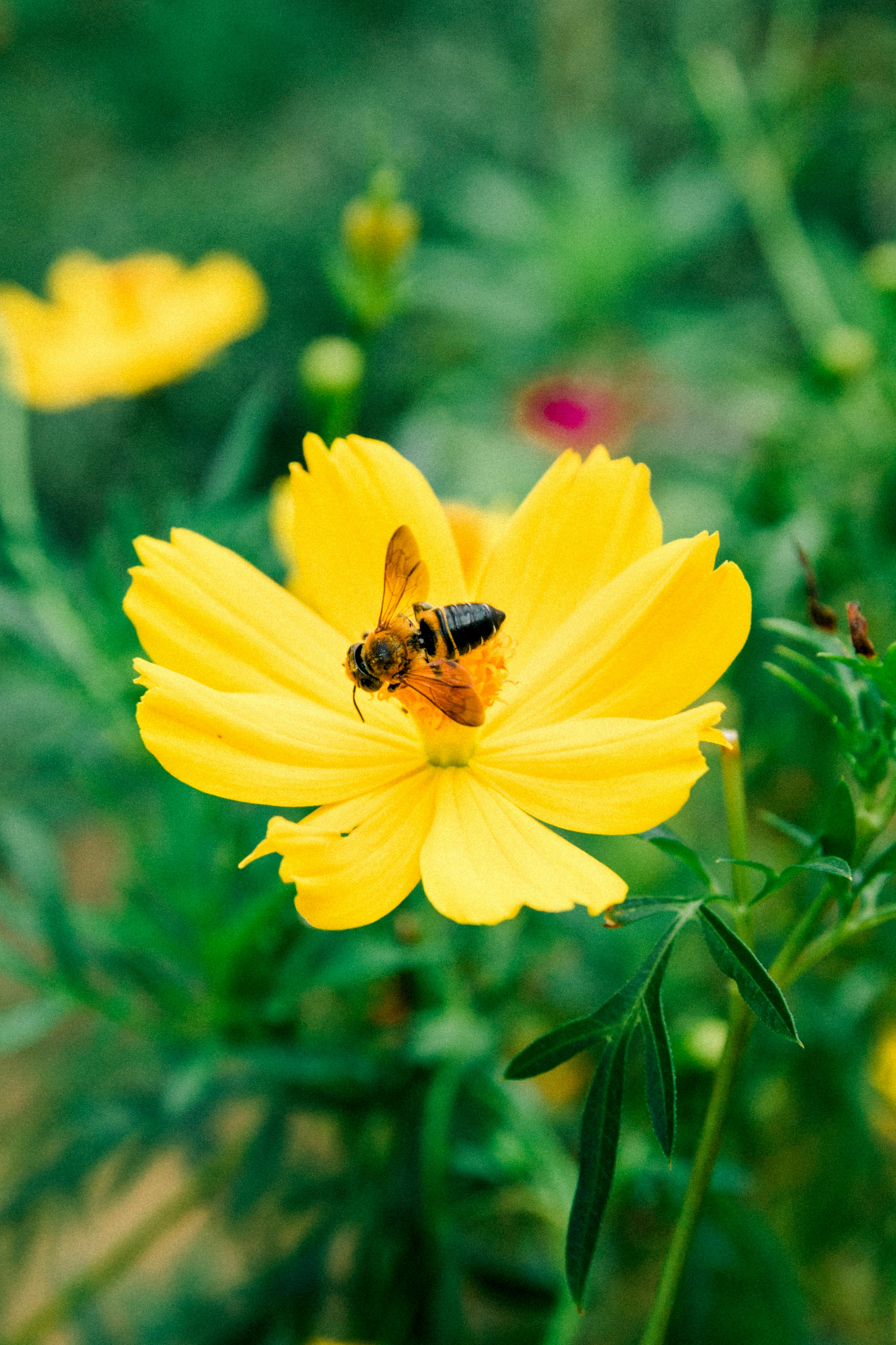 Bee on sunflower